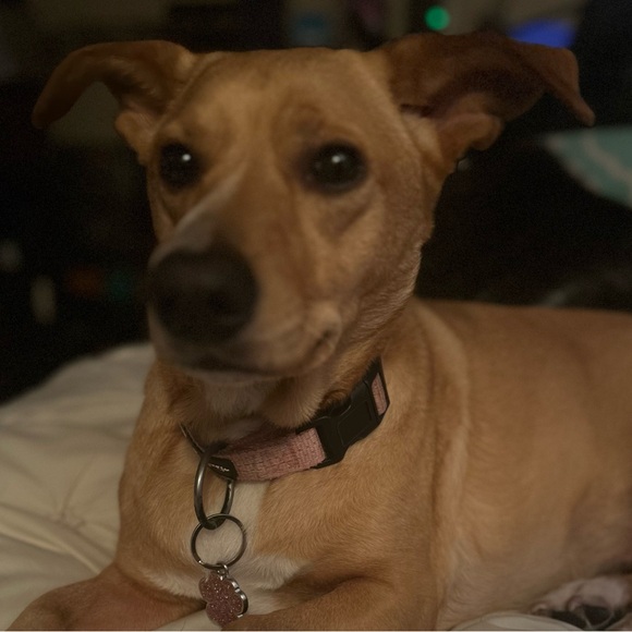 Meet your Posher, Dawn - Picture 7 of 10